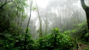 Leia mais sobre o artigo Pesquisadoras da UFPA destacam importância da Amazônia na regulação do clima para o planeta